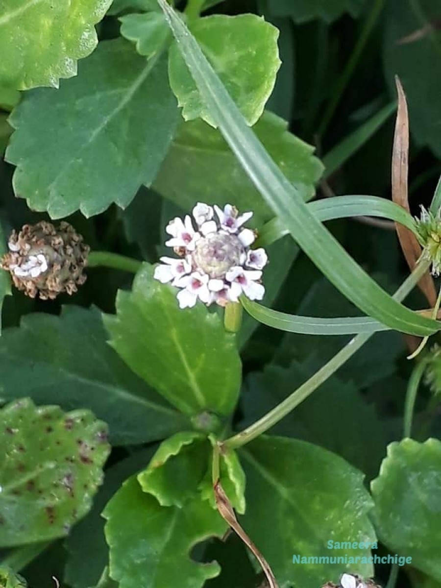 Phyla nodiflora var. nodiflora